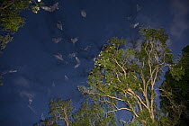 Spectacled flying foxes (Pteropus conspicillatus) in flight at dusk, Queensland, Australia