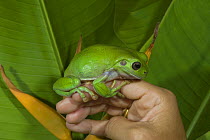 White-lipped Tree Frog (Litoria infrafrenata) on hand, Queensland, Australia