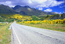 Country road in Otago, South Island, NZ. December 1998