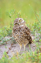 Burrowing Owl (Athene cunicularia), Cape Coral, Florida, USA. September