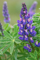 Lupin (Lupinus) with dewdrops, Olympic NP, Washington, USA. June
