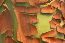 Arbutus / Madrona (Arbutus sp.) trunk detail, peeling bark, San Juan Island, Washington, USA. September