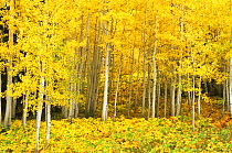Autumnal trees at Quaking Aspen Grove, Routt National Forest, Colorado, USA. September