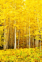 Autumnal trees at Quaking Aspen Grove, Routt National Forest, Colorado, USA. September
