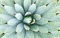 Agave (Agave genus), Phoenix Botanical Gardens, Arizona, USA. April 2006