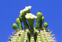 Saguaro cactus flower (Carnegiea gigantea) detail with fly, against blue sky. Sonora Desert Museum, Tucson, Arizona. April 2006