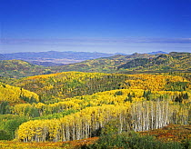 View over the Routt National Forest, near Steamboat Springs, Colorado, USA. September 2005