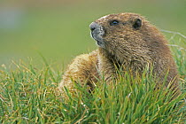 Olympic Marmot (Marmota olympia) in grass, Olypmpic NP, Washington, USA. June 2005
