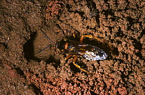 Cicada killer wasp (Sphecius speciosus) female digging her burrow in which she will deposit Cicada prey, South Carolina, USA.