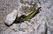 Hunting wasp (Prionyx sp) female dragging a large grasshopper into her nest in sandy ground, Georgia, USA