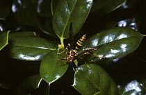 Paper wasp (Polistes exclamans) taking honeydew from the surface of a leaf, Florida, USA