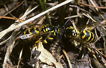 Yellowjacket wasps (Vespula flavopilosa) dismembering a caterpillar to take back as food for the larvae, South Carolina, USA