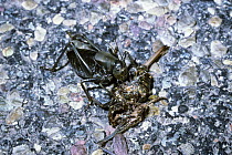 Mormon Cricket / Katydid (Anabrus simplex) male feeding on the corpse of another Mormon cricket, a road casualty, Utah, USA