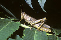 Differential grasshopper (Melanoplus differentialis) can be a pest and is also the intermediate host to parasitic worms of poultry, New Jersey, USA