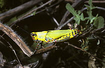 Variegated grasshopper (Zonocerus variegatus) showing warning colouration, in rainforest, Gambia