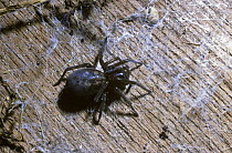 Black lace-weaver spider (Amaurobius ferox) female, UK