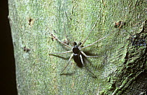 House crab spider (Philodromus dispar) male on a tree-trunk, UK