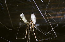 Daddy-long-legs / Rafter spider (Pholcus phalangioides) mating pair clearly showing the inflated male palps, UK