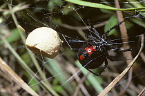 Southern black widow spider (Latrodectus mactans) female in her web with an egg-sac also present, Georgia, USA