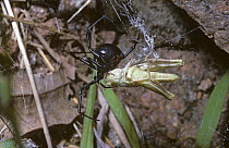 Southern black widow spider (Latrodectus mactans) female in her web with Grasshopper prey, Georgia, USA
