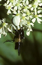 Goldenrod / Flower spider (Misumena vatia) female feeding on a large fly, UK