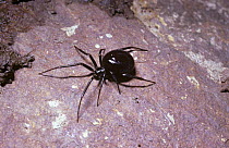 Cellar spider (Steatoda / Teutana grossa) under a stone in a garden in Cornwall, though it normally lives indoors, UK
