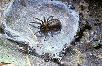 Common lace weaver spider (Amaurobius similis: Amaurobiidae) female in her lair beneath a stone, UK