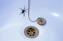 Cobweb spider female (Tegenaria duellica) trapped in a bath having fallen into it, UK