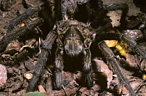 Desert tarantula spider (Aphonopelma iodium) close up of male, Arizona, USA