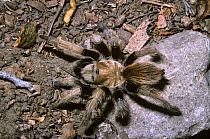 Western desert tarantula spider (Aphonopelma chalcodes) female, removed from her burrow for photographic purposes, Arizona, USA
