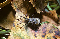 Spotted wolf spider (Pardosa amentata) female with her babies climbing onto her back as they hatch from the egg-sac she is carrying attached to her spinnerets, UK