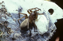 Mouse spider (Herpyllus blackwalli) female with her egg-sac, UK