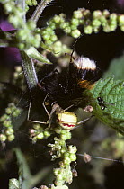 Red-and-white spider (Enoplognatha ovata) feeding on a Bumble bee in web, UK