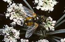 Common rufous parasite fly (Tachina fera) feeding from Angelica flowers, UK