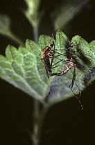 Banded mosquito (Culiseta annulata) mating pair, UK
