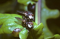 Thick-headed fly (Myopa testacea) mating pair, UK