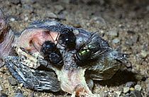 Bluebottle fly (Calliphora vicina) left, and Greenbottle fly {Lucilia sp} right, on the corpse of a baby Pigeon. UK
