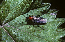 A March or fever fly (Bibio hortulanus) female, UK