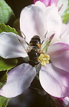 Yellow-footed drone fly, a hover fly (Eristalis pertinax) female on apple blossom, UK