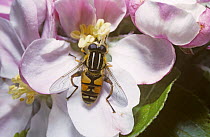 Common tiger hover fly (Helophilus pendulus) on apple blossom, UK