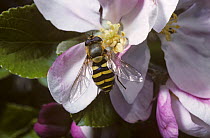 Yellow-legged moustached icon hover fly (Syrphus ribesii) feeding from apple blossom, UK