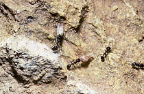 Harvester ant (Messor barbara) worker ants carrying seeds they have collected, Spain