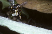 Wool carder bee (Anthidium manicatum) female flying off with a ball of hairs cut from a leaf to build her nest, UK