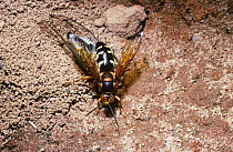 Cicada killer wasp (Sphecius speciosus) female dragging Cicada prey (Tibicen similaris) back to her burrow, South Carolina, USA.
