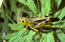 Grasshopper (Arcyptera fusca) male in the Alps, Switzerland