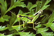 green mountain grasshopper (Miramella alpina) in alpine meadow, Alps, Switzerland