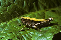 Grasshopper female (Chorthippus dorsatus) in the Alps, Switzerland