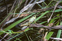 Grasshopper (Stauroderus scalaris) in the Alps, France