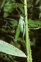 Great green bush cricket (Tettigonia viridissima) male in calling position with leg raised for stridulation, UK