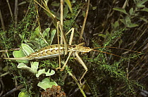 Bush-cricket katydid (Saga sp) female of a carnivorous species, Corfu, Greece